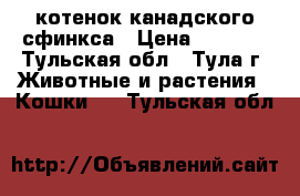 котенок канадского сфинкса › Цена ­ 2 000 - Тульская обл., Тула г. Животные и растения » Кошки   . Тульская обл.